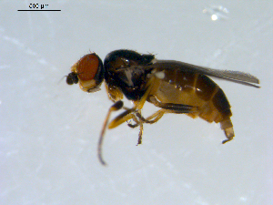 ( - 10PROBE-09529)  @12 [ ] CreativeCommons - Attribution (2011) CBG Photography Group Centre for Biodiversity Genomics