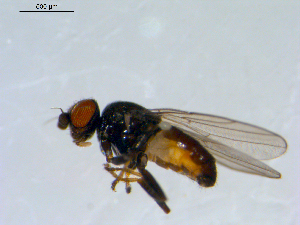  ( - 10PROBE-09552)  @13 [ ] CreativeCommons - Attribution (2011) CBG Photography Group Centre for Biodiversity Genomics