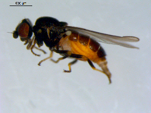  ( - 10PROBE-09553)  @13 [ ] CreativeCommons - Attribution (2011) CBG Photography Group Centre for Biodiversity Genomics