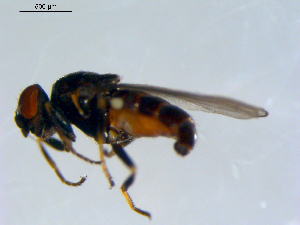  ( - 10PROBE-09584)  @12 [ ] CreativeCommons - Attribution (2011) CBG Photography Group Centre for Biodiversity Genomics