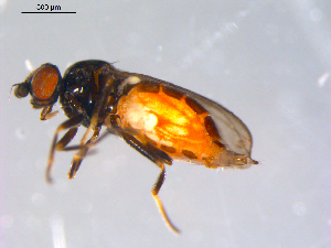  ( - 10PROBE-11409)  @13 [ ] CreativeCommons - Attribution (2011) CBG Photography Group Centre for Biodiversity Genomics