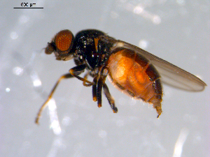  ( - 10PROBE-11418)  @13 [ ] CreativeCommons - Attribution (2011) CBG Photography Group Centre for Biodiversity Genomics