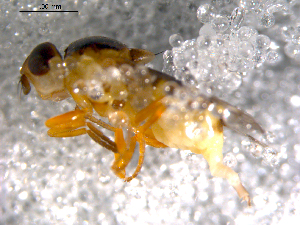  ( - 10PROBE-11422)  @13 [ ] CreativeCommons - Attribution (2011) CBG Photography Group Centre for Biodiversity Genomics