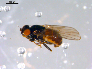  ( - 10PROBE-11464)  @13 [ ] CreativeCommons - Attribution (2011) CBG Photography Group Centre for Biodiversity Genomics