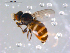  ( - 10PROBE-11470)  @12 [ ] CreativeCommons - Attribution (2011) CBG Photography Group Centre for Biodiversity Genomics