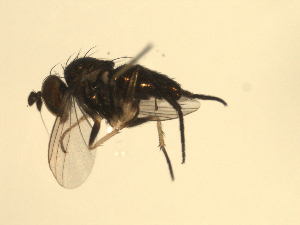  ( - 07PROBE-JW0010)  @12 [ ] CreativeCommons - Attribution (2010) CBG Photography Group Centre for Biodiversity Genomics