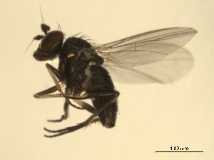  ( - 07PROBE-JW0019)  @12 [ ] CreativeCommons - Attribution (2010) CBG Photography Group Centre for Biodiversity Genomics