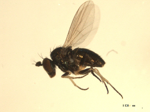  ( - 07PROBE-JW0020)  @12 [ ] CreativeCommons - Attribution (2010) CBG Photography Group Centre for Biodiversity Genomics