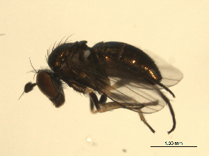 ( - 07PROBE-JW0021)  @12 [ ] CreativeCommons - Attribution (2010) CBG Photography Group Centre for Biodiversity Genomics