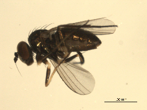  ( - 07PROBE-JW0024)  @12 [ ] CreativeCommons - Attribution (2010) CBG Photography Group Centre for Biodiversity Genomics