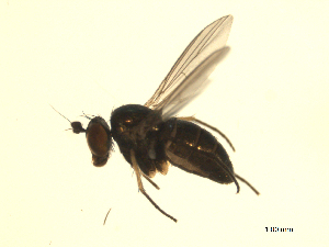  ( - 07PROBE-JW0031)  @12 [ ] CreativeCommons - Attribution (2010) CBG Photography Group Centre for Biodiversity Genomics