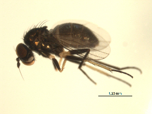  ( - 07PROBE-JW0044)  @12 [ ] CreativeCommons - Attribution (2010) CBG Photography Group Centre for Biodiversity Genomics