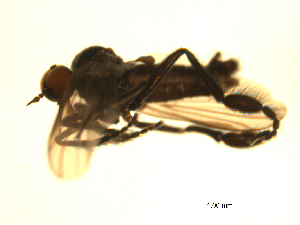  (Rhamphomyia plumigera grp. sp. BJS27 - 07PROBE-JW0062)  @11 [ ] CC-0 (2010) CBG Photography Group Centre for Biodiversity Genomics