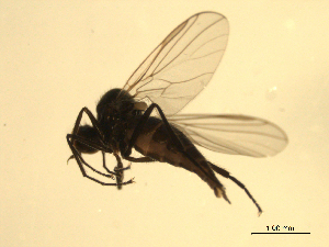  ( - 07PROBE-JW0091)  @13 [ ] CreativeCommons - Attribution (2010) CBG Photography Group Centre for Biodiversity Genomics