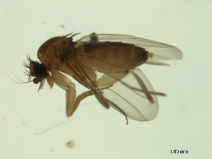 ( - 07PROBE-JW0159)  @13 [ ] CreativeCommons - Attribution (2010) CBG Photography Group Centre for Biodiversity Genomics