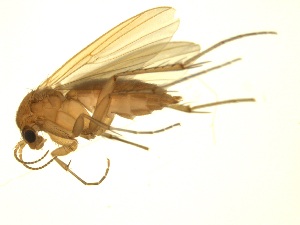  ( - 07PROBE-JW0200)  @14 [ ] CreativeCommons - Attribution (2010) CBG Photography Group Centre for Biodiversity Genomics