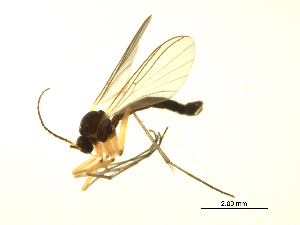  ( - 07PROBE-JW0217)  @13 [ ] CreativeCommons - Attribution (2010) CBG Photography Group Centre for Biodiversity Genomics