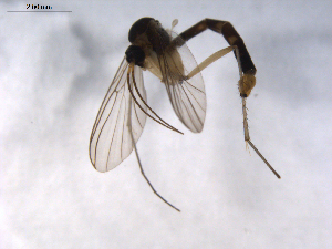  ( - 07PROBE-JW0219)  @12 [ ] CreativeCommons - Attribution (2010) CBG Photography Group Centre for Biodiversity Genomics