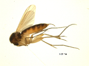  ( - 07PROBE-JW0223)  @13 [ ] CreativeCommons - Attribution (2010) CBG Photography Group Centre for Biodiversity Genomics