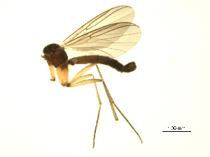  ( - 07PROBE-JW0226)  @13 [ ] CreativeCommons - Attribution (2010) CBG Photography Group Centre for Biodiversity Genomics