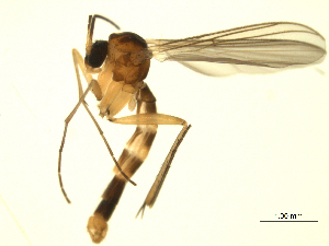  ( - 07PROBE-JW0229)  @13 [ ] CreativeCommons - Attribution (2010) CBG Photography Group Centre for Biodiversity Genomics