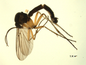  ( - 07PROBE-JW0233)  @13 [ ] CreativeCommons - Attribution (2010) CBG Photography Group Centre for Biodiversity Genomics