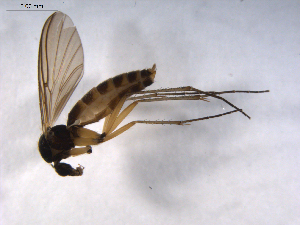 ( - 07PROBE-JW0234)  @14 [ ] CreativeCommons - Attribution (2010) CBG Photography Group Centre for Biodiversity Genomics