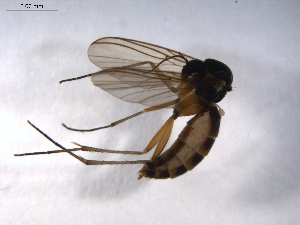  ( - 07PROBE-JW0237)  @13 [ ] CreativeCommons - Attribution (2010) CBG Photography Group Centre for Biodiversity Genomics