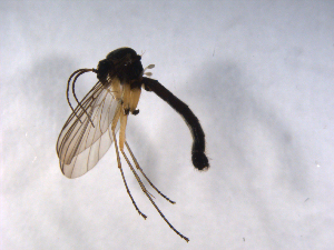  ( - 07PROBE-JW0238)  @13 [ ] CreativeCommons - Attribution (2010) CBG Photography Group Centre for Biodiversity Genomics