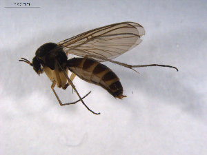  ( - 07PROBE-JW0239)  @13 [ ] CreativeCommons - Attribution (2010) CBG Photography Group Centre for Biodiversity Genomics