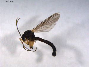  ( - 07PROBE-JW0240)  @13 [ ] CreativeCommons - Attribution (2010) CBG Photography Group Centre for Biodiversity Genomics