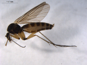  ( - 07PROBE-JW0242)  @13 [ ] CreativeCommons - Attribution (2010) CBG Photography Group Centre for Biodiversity Genomics