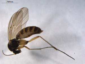  ( - 07PROBE-JW0245)  @13 [ ] CreativeCommons - Attribution (2010) CBG Photography Group Centre for Biodiversity Genomics