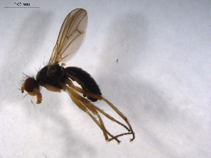  ( - 07PROBE-JW0281)  @12 [ ] CreativeCommons - Attribution (2010) CBG Photography Group Centre for Biodiversity Genomics
