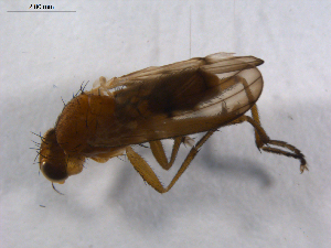  ( - 07PROBE-JW0331)  @13 [ ] CreativeCommons - Attribution (2010) CBG Photography Group Centre for Biodiversity Genomics