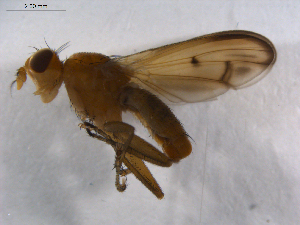 ( - 07PROBE-JW0339)  @12 [ ] CreativeCommons - Attribution (2010) CBG Photography Group Centre for Biodiversity Genomics