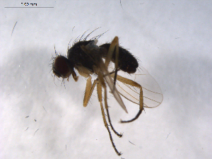  ( - 07PROBE-JW0407)  @12 [ ] CreativeCommons - Attribution (2010) CBG Photography Group Centre for Biodiversity Genomics