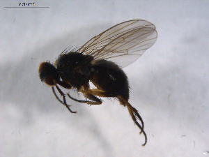  ( - 07PROBE-JW0408)  @12 [ ] CreativeCommons - Attribution (2010) CBG Photography Group Centre for Biodiversity Genomics