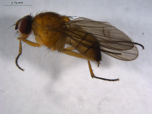  ( - 07PROBE-JW0462)  @13 [ ] CreativeCommons - Attribution (2010) CBG Photography Group Centre for Biodiversity Genomics
