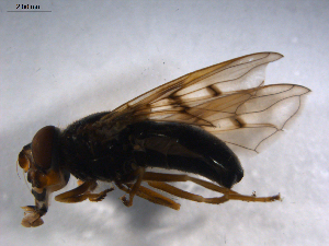  ( - 07PROBE-JW0490)  @12 [ ] CreativeCommons - Attribution (2010) CBG Photography Group Centre for Biodiversity Genomics