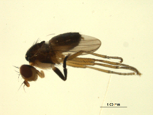  (Pteromicra angustipennis - 07PROBE-JW0594)  @13 [ ] CreativeCommons - Attribution (2010) CBG Photography Group Centre for Biodiversity Genomics