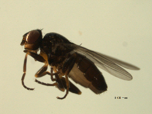  ( - 07PROBE-JW0688)  @12 [ ] CreativeCommons - Attribution (2010) CBG Photography Group Centre for Biodiversity Genomics
