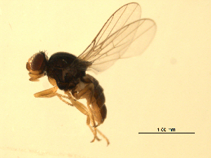  ( - 07PROBE-JW0701)  @12 [ ] CreativeCommons - Attribution (2010) CBG Photography Group Centre for Biodiversity Genomics