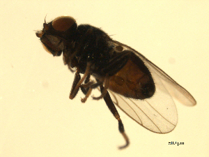  ( - 07PROBE-JW0707)  @13 [ ] CreativeCommons - Attribution (2010) CBG Photography Group Centre for Biodiversity Genomics