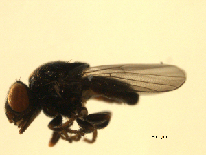  ( - 07PROBE-JW0709)  @13 [ ] CreativeCommons - Attribution (2010) CBG Photography Group Centre for Biodiversity Genomics