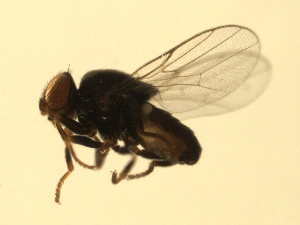  ( - 07PROBE-JW0712)  @13 [ ] CreativeCommons - Attribution (2010) CBG Photography Group Centre for Biodiversity Genomics