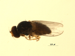  ( - 07PROBE-JW0713)  @12 [ ] CreativeCommons - Attribution (2010) CBG Photography Group Centre for Biodiversity Genomics