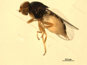  ( - 07PROBE-JW0725)  @12 [ ] CreativeCommons - Attribution (2010) CBG Photography Group Centre for Biodiversity Genomics