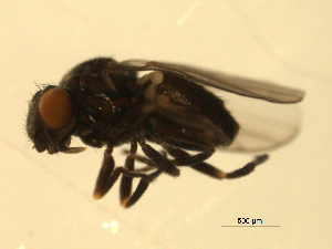  ( - 07PROBE-JW0726)  @12 [ ] CreativeCommons - Attribution (2010) CBG Photography Group Centre for Biodiversity Genomics