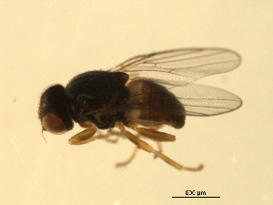  ( - 07PROBE-JW0728)  @12 [ ] CreativeCommons - Attribution (2010) CBG Photography Group Centre for Biodiversity Genomics